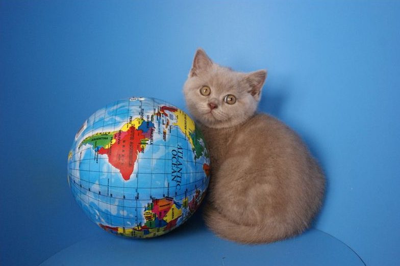 Британська кішка на сьогоднішній день - одна з найпопулярніших порід, тому ми підготували для вас шпаргалку, що відповідає на питання: де можна купити британську короткошерстну кішку і скільки коштує цей чарівний вихованець