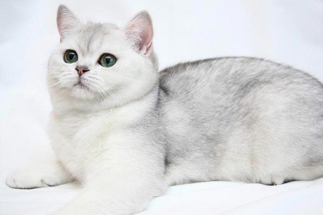 Якщо ви живете в Мінську і в пошуках британця, то ви можете заглянути в наступні розплідники британських кошенят: