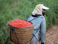 Найбільш популярні в усьому світі ягоди годжі з китайської провінції Нінся