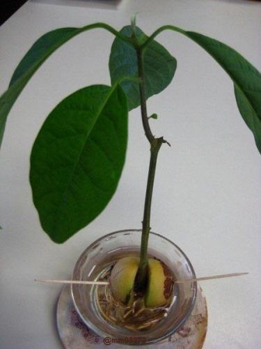 Якщо ж містити авокадо при + 5-120С, то воно на зиму скине листя
