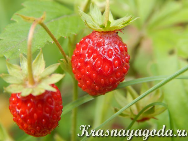 Лісова суниця - смачна і корисна ягода, яка росте переважно в лісостеповій зонах