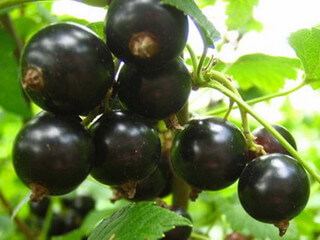 Чорна смородина є найпоширенішим плодово-ягідному чагарником на території середньої Росії