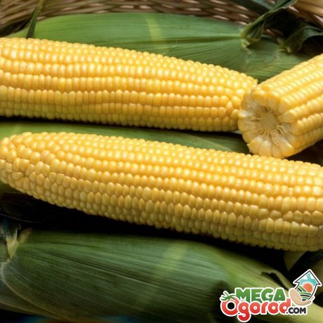 Цукрова кукурудза: опис і корисні властивості