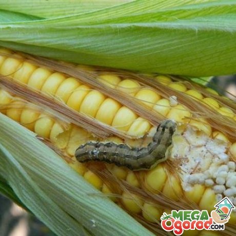 Хвороби і шкідники кукурудзи