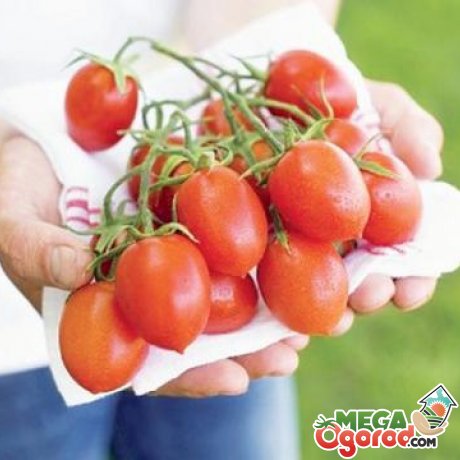 Кращі сорти томатів для розведення