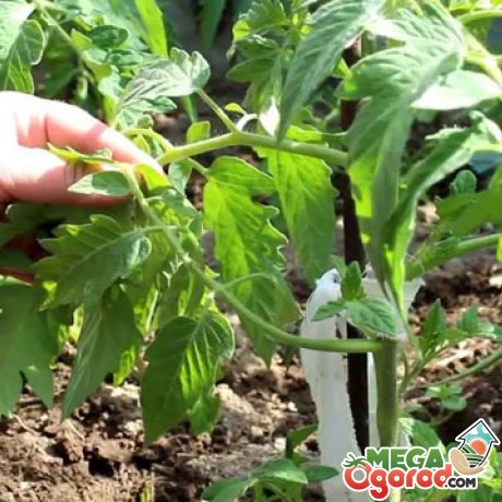 Послідовність вирощування томатів