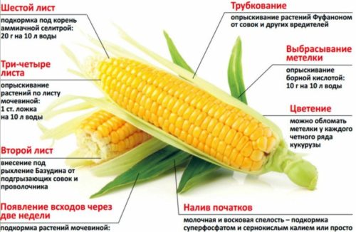 Кукурудза в Сибіру: догляд