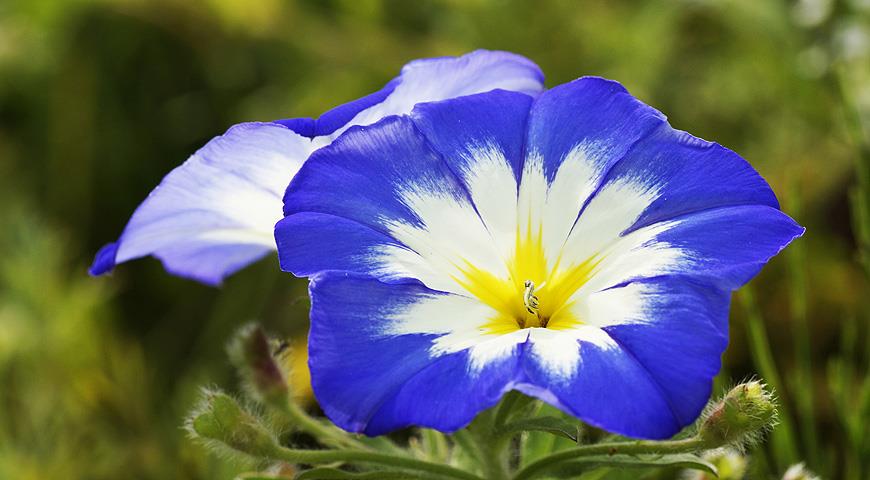Цікаво, що відомий всім бур'янистої березка з білими чи рожевими квітками, що плетуться по забору або по нашим улюбленим квітам - це берізка польова (Convolvulus arvensis) - багаторічна рослина, що піднімається на висоту до метра