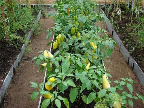 Планування при вирощуванні розсади овочів