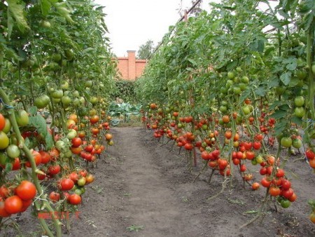 Але є у вирощування високорослих томатів свої складності