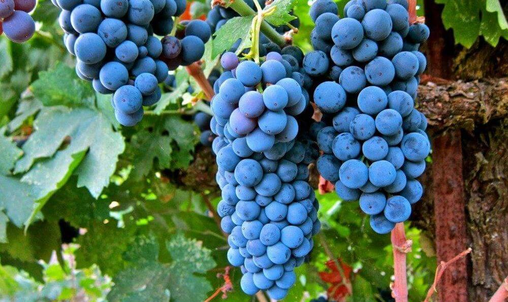 Перш ніж замислюватися про розведення   виноград   арства, необхідно знати, що цей процес сильно відрізняється від тих, які характерні для плодових рослин