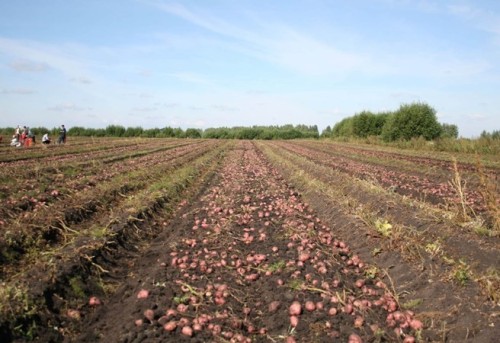 Врожайність картоплі Рокко