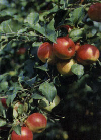У садівництві широко відомі способи щеплення яблуні: стебловими живцями і ниркою зі щитком, взятої з втечі (окулірування)