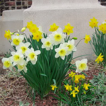 Нарцис - це весняна квітка, і, на жаль, насолодитися його красою можна зовсім недовго (в середньому близько двох тижнів)