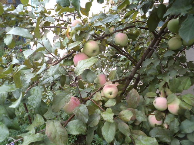 Уже в кінці серпня вони досягли воскової стиглості, але яблука невеликі, 4-5 см в діаметрі