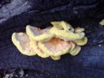 До старості гриб стає блідо-жовтого кольору твердим і сухим, непридатним для їжі