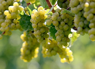 Виноград - найдавніша садова культура, незмінно користується повагою у садівників