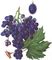 Виноград культурний: 1 - гілка з листям і суцвіттям;  2 - гроно