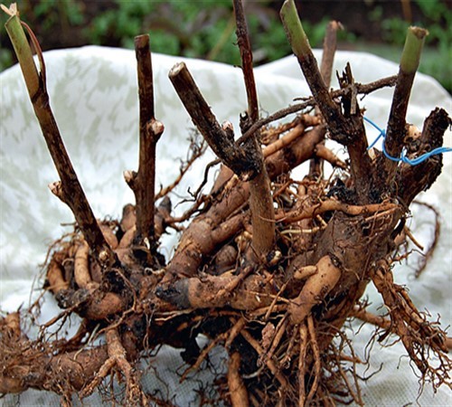 Висмикувати кущ теж не можна, інакше обірветься частина коренів;   очищаємо кореневище від землі, видаляємо гнилі ділянки і поміщаємо в тінь на 5-6 годин, щоб корінь трохи подвял і став більш пластичний;   визначаємо ділянку з'єднання коренів з кореневищем;