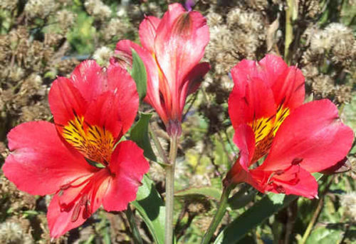 На рослині одночасно з'являється приблизно 15 кольорів яскравого червоного відтінку
