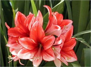 Квітка під назвою амариліс є цибулинна кімнатна рослина з високим квітконосом