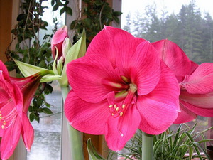 Якщо догляд за квіткою і умови його утримання будуть правильними, то амариліс буде щоосені радувати вас своїм прекрасним і ароматним цвітінням