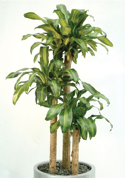 Запашна Драцена дуже легка в догляді, що робить її ідеальним рослиною для вирощування в домашніх умовах з усіх видів драцени