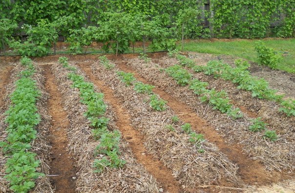 Вирішити скільки землі Вам відводити під посадки картоплі