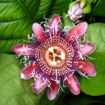 Квітка пасифлора - одна   з найкрасивіших ліан   , Які ростуть в умовах субтропічного клімату