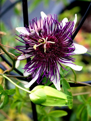 Подивіться на фото - квітки у пасифлори діаметром до 8-10 см, дуже красиві, ароматні, але недовговічні: