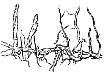 5 Розмноження малини кореневими нащадками