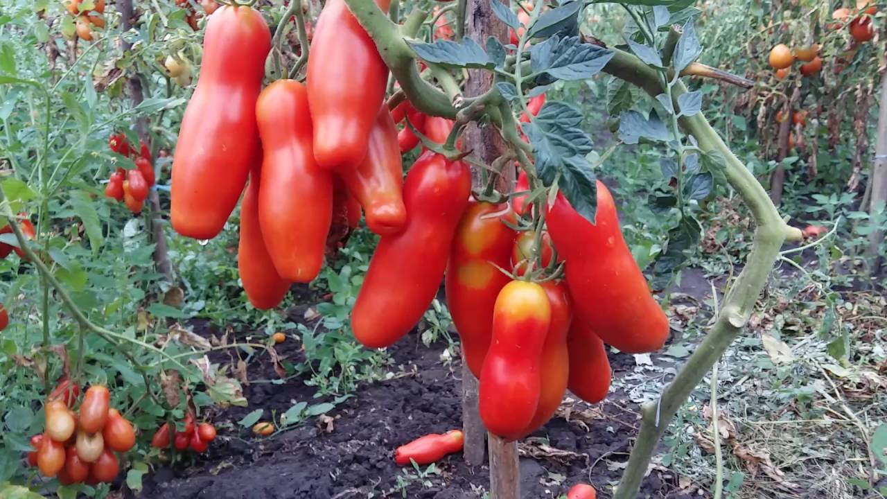 Продовгуватими циліндричними плодами томат Забава сподобається всім без винятку власникам земельного наділу