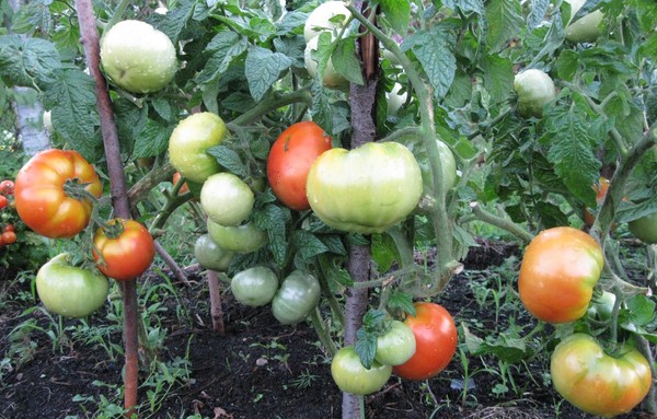 Близький до Загадці за скоростиглістю, такі відгуки про томаті Боні ММ з досвіду садівників