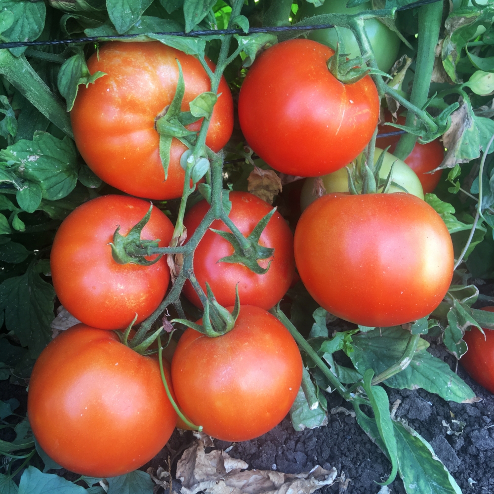 Сферичні яскраво-червоні плоди від 60 до 150 грамів (це залежить від достатності тепла і світла)