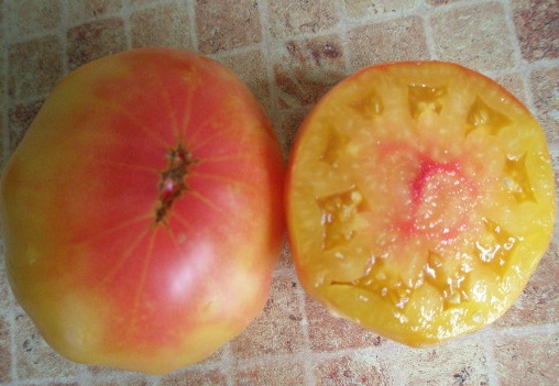 У 2008 році в списку помідорів среднераннего терміну плодоношення з'явився опис томата Загадка природи, виведеного в сибірському регіоні