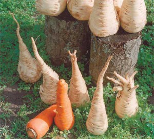 Пастернак - овочева рослина з сімейства селерових