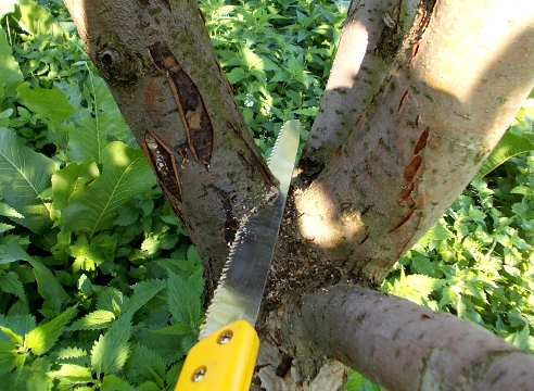 Уражені хворобами гілки необхідно відразу спалити інакше розвиток гриба призведе до викиду спор і ймовірність зараження інших дерев