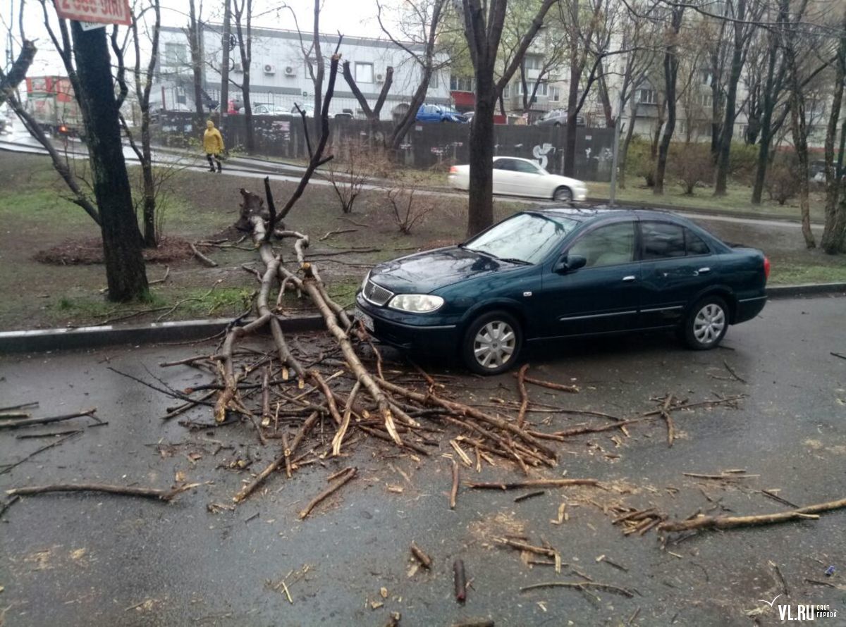 Оновлення 12:55: На   Амурської, 5   дерево впало в декількох сантиметрах від припаркованого автомобіля