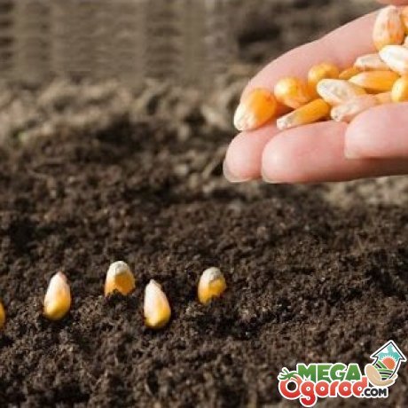 Вирощування цукрової кукурудзи