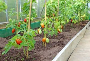 Підв'язка грає дуже важливу роль в догляді за томатами, оскільки завдяки цій процедурі рослина ефективніше висвітлюється, а також провітрюється