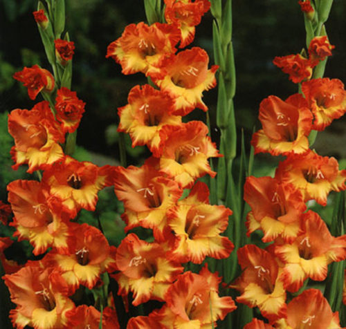 Квіти зібрані в колосовидні суцвіття яскравого оранжевого кольору з жовтим зевом