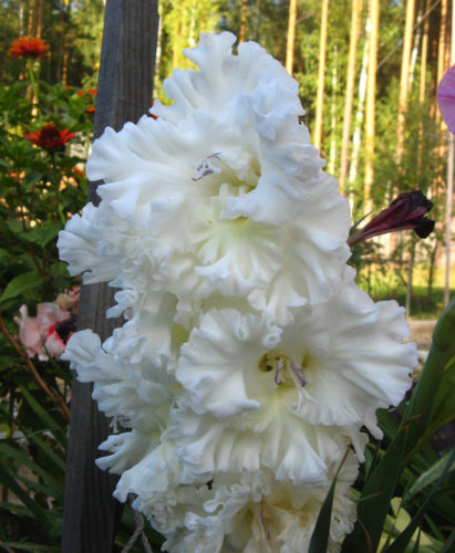 Пелюстки квітів гофровані, одночасно в колосовидному суцвітті може розпускатися приблизно 40 штук