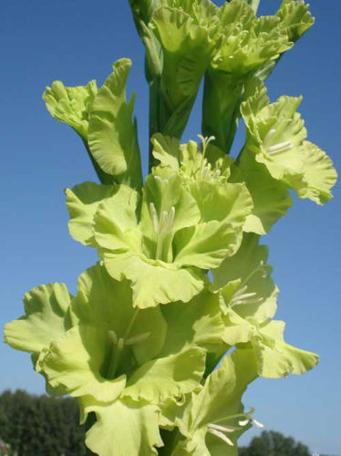 Квіти гладіолуса мають яскравий зелено-жовтий відтінок