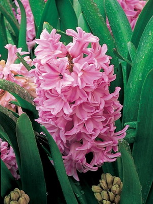 Цей рожева квітка гіацинт рекомендується для квіткового оформлення в грунті і ранньої вигонки