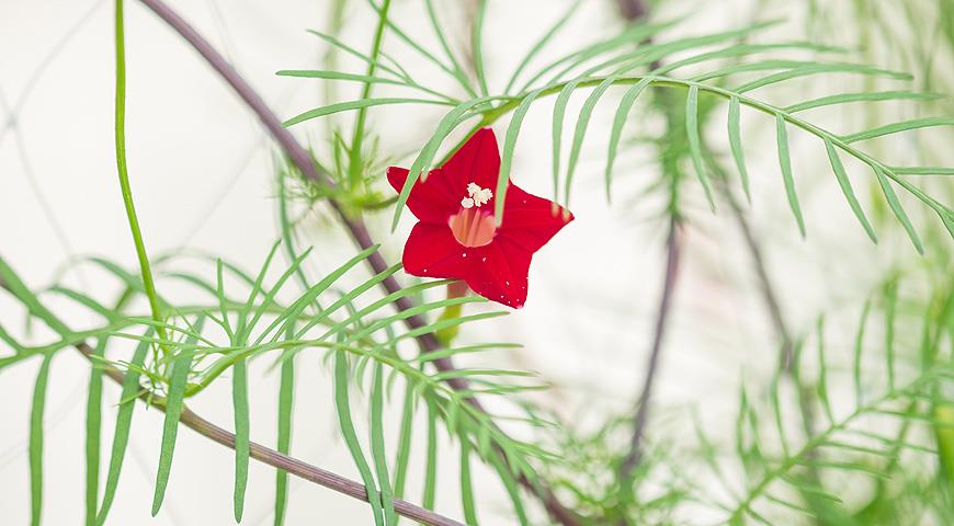 Квамокліт лопатевий (Mina lobata, Quamoclit lobata, Ipomea versicolor) - багаторічна рослина, в середній смузі вирощується в однорічній культурі, відомо ще під назвами іспанський прапор або зірчастий березка
