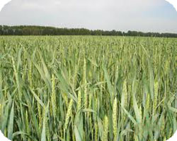 На відміну від озимого жита, озима пшениця посухостійка і більш жаротривке, але також більш вразлива до морозів
