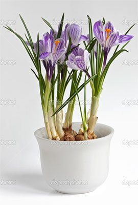 Якщо ви хочете отримати квітуча рослина крокусу в зимовий період, використовуйте для вигонки весняно-квітучі сорти голландської селекції