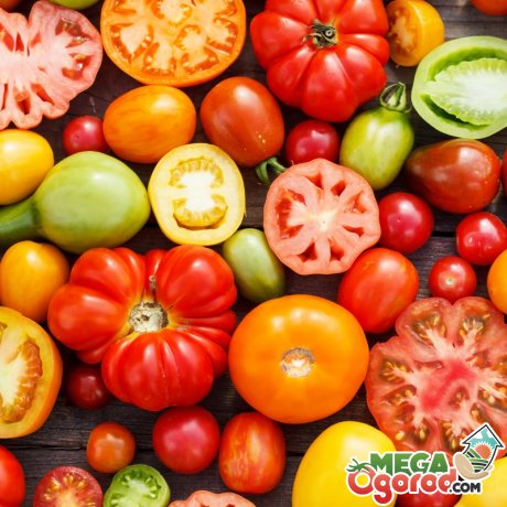 Популярні сорти томатів для вирощування