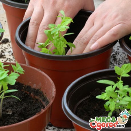 Вирощування розсади томатів з без пікіровки і з пікіровкою