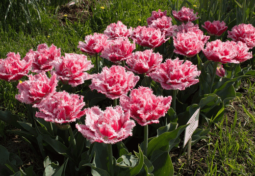 Але є тюльпани, які мають вишукану форму, до таких відносяться -піоновідние, лилиецветних, попугайні і бахромчасті тюльпани
